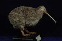 藏品(褐幾維)的圖片